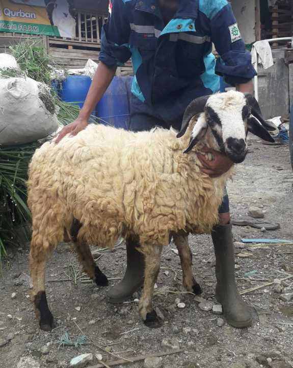 Kurban Domba Kambing Murah Dan Praktis Lazada Indonesia