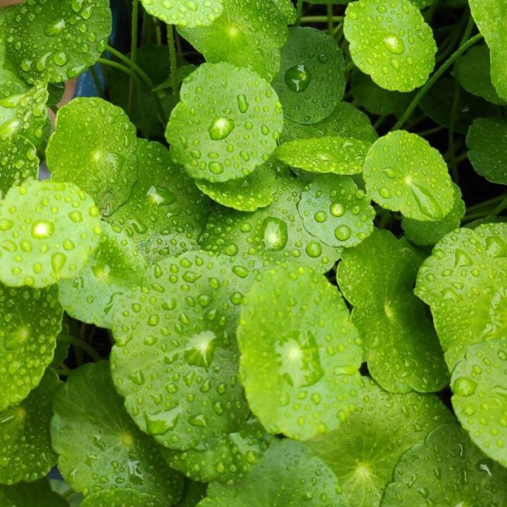 Aquarium Plant Hydrocotyle Vulgaris Aquatic Plant Water Plant Easy To