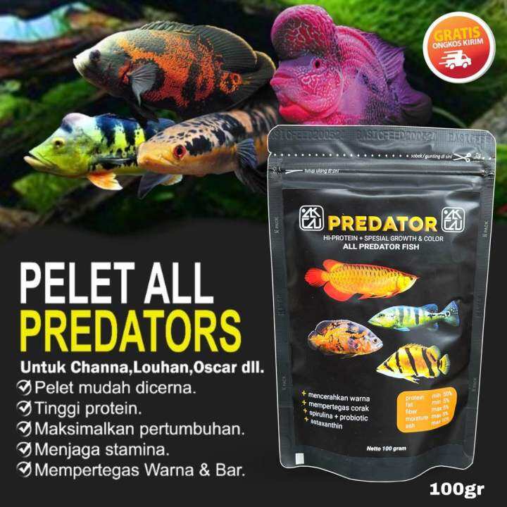 Pelet Ikan Predator Gr Best Product Ikan Arwana Ikan Oscar