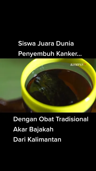 AKAR KAYU BAJAKAH TEH BAJAKAH HERBAL ASLI KALIMANTAN 500GR Lazada