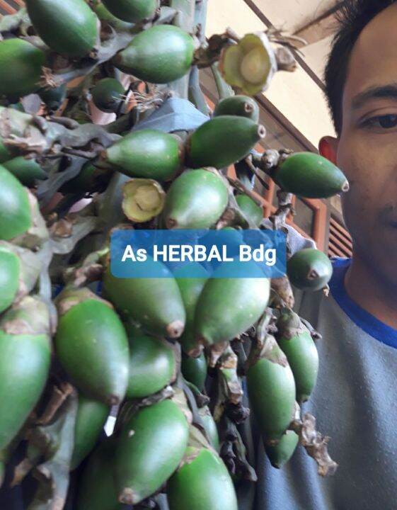 Buah Pinang Muda 1 Kg Herbal Alami Lazada Indonesia