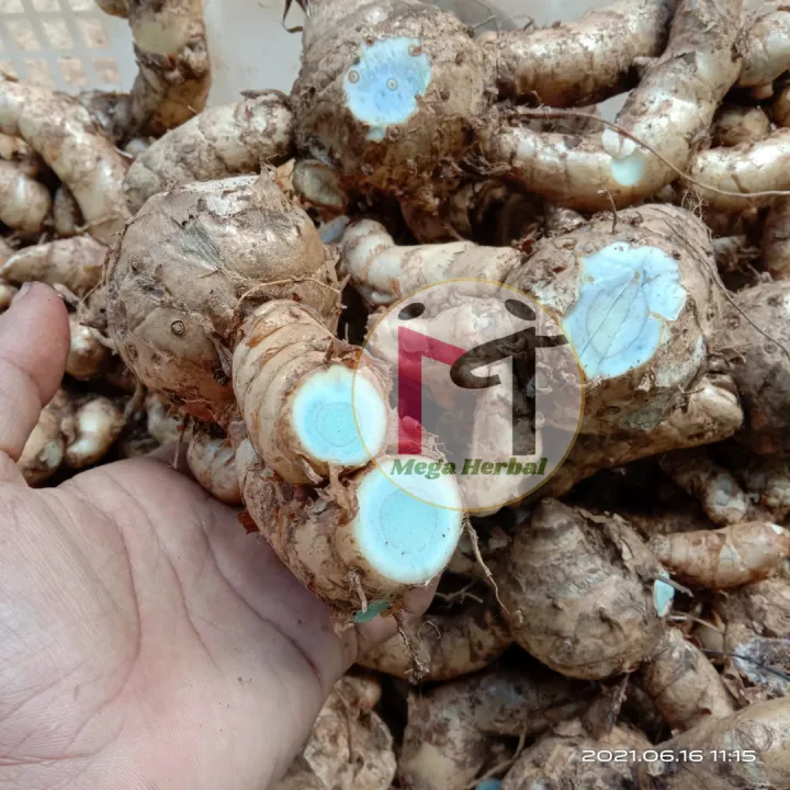 Temu Ireng Temu Hitam Segar Koneng Hideung 1kg 1 Kg Lazada Indonesia