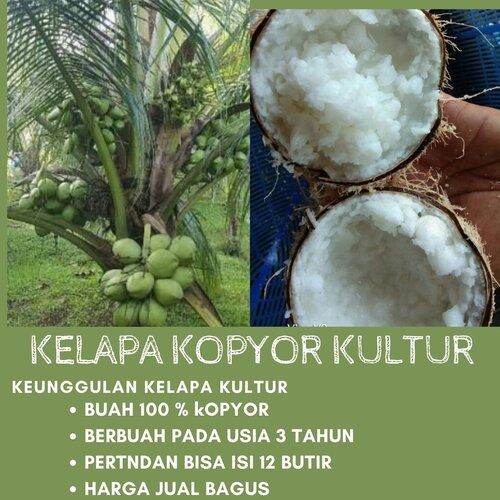 Bibit Kelapa Kopyor Asli Asal Kultur Jaringan Berbuah Kopyor Asli