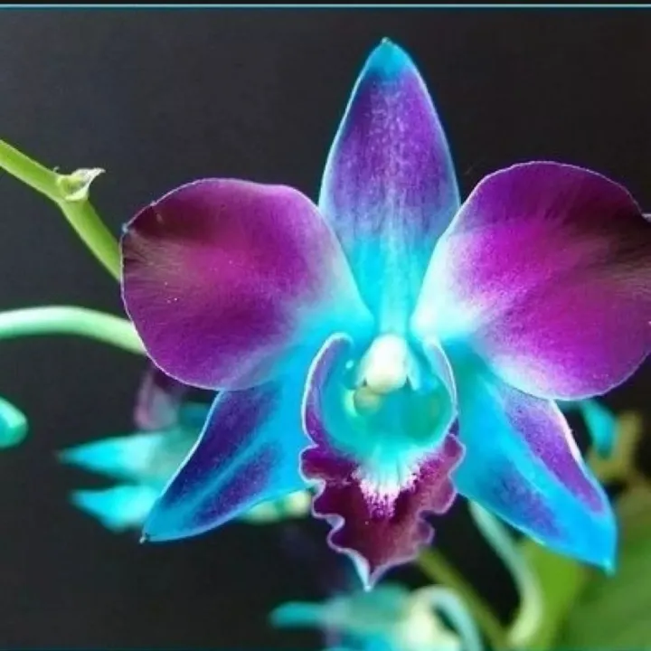 Seedling Anggrek Dendrobium Hybrid Murah Lazada Indonesia