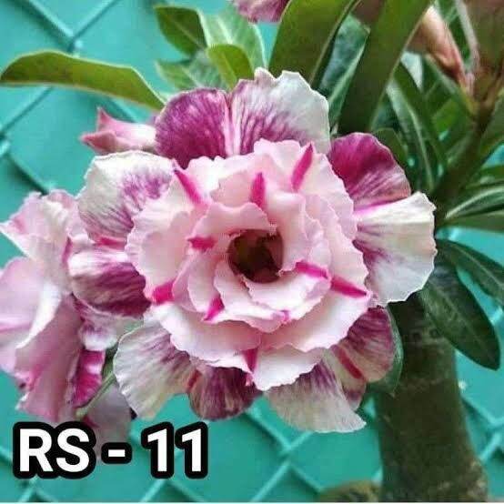 Bibit Adenium Grafting Snow White Bunga Tumpuk Lazada Indonesia