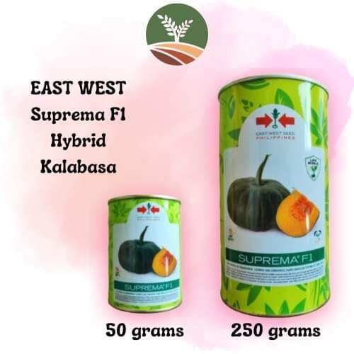 EAST WEST SUPREMA F1 HYBRID PUMPKIN SQUASH KALABASA SEEDS 50G 250G