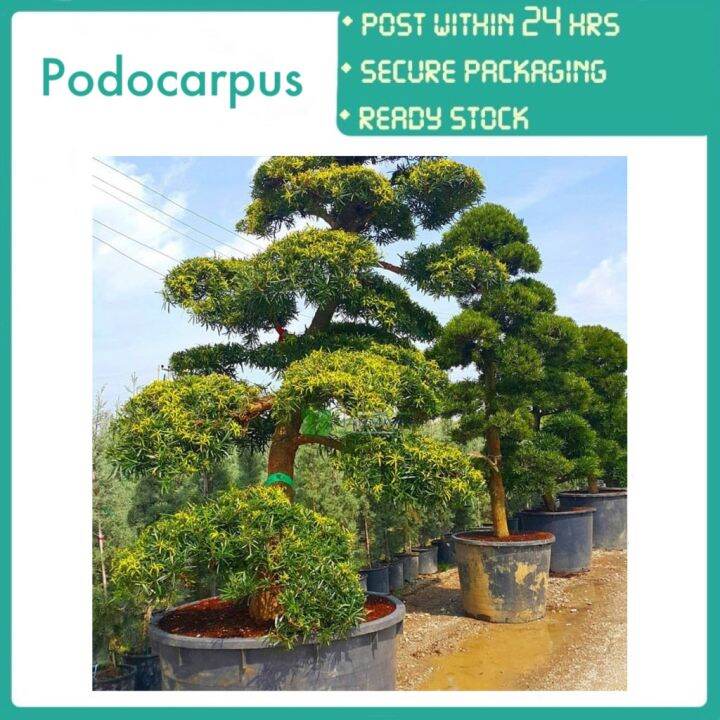 Pbn Podocarpus Macrophyllus Pokok Bunga Nursery Pine Shrub Landscape