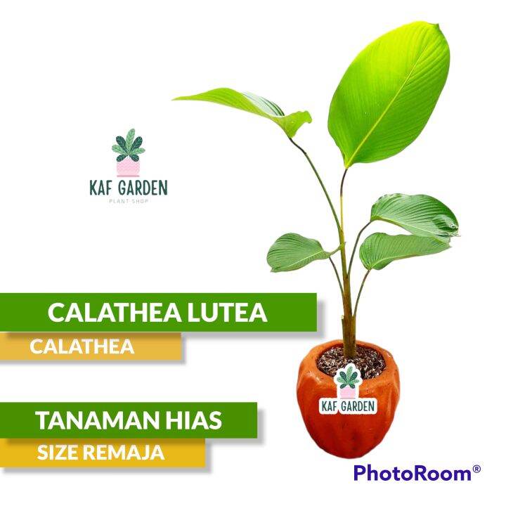 Calathea Lutea Tanaman Hias Calatea Luthea Pisang Pisangan Kalatea