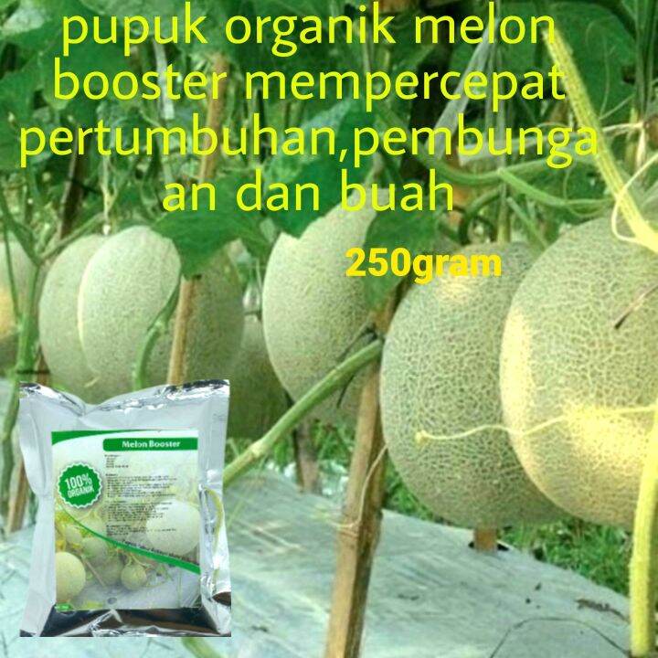 Pupuk Booster Tanaman Melon Pupuk Organik Melon Agar Cepat Berbunga Dan