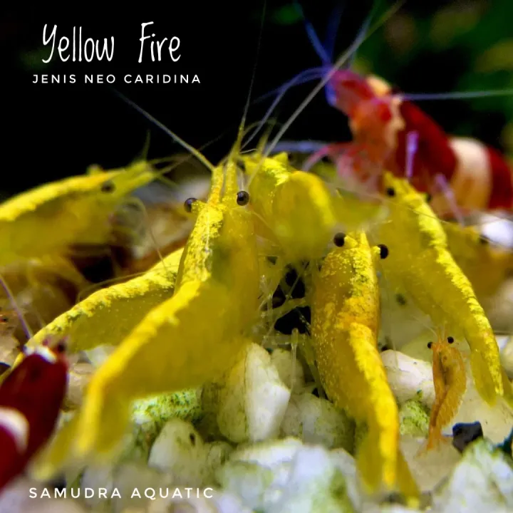 Samudra Aquatic Udang Hias Yellow Fire Ekor Cod Udang Hias