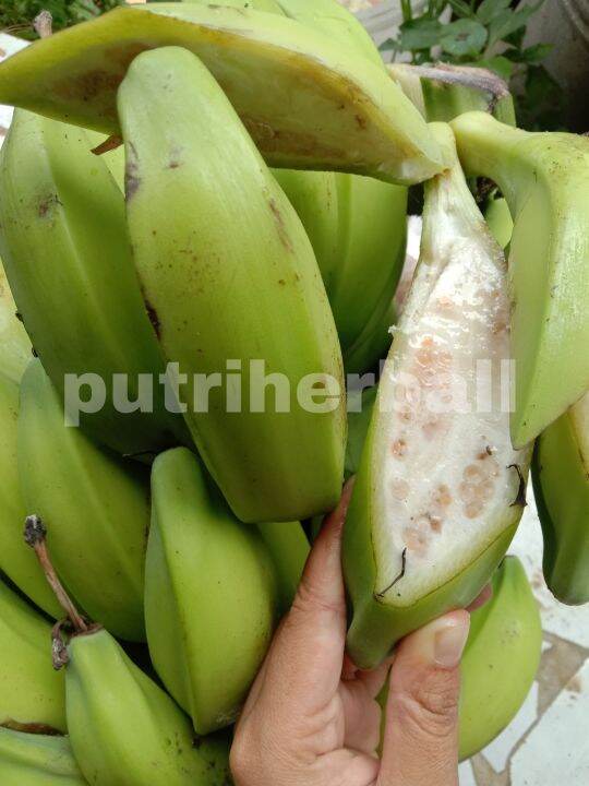 Ready Pisang Klutuk Atau Pisang Batu Muda Segar Kg Lazada Indonesia