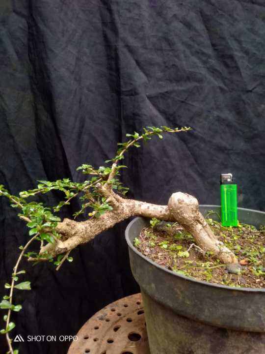 Bahan Bonsai Hokiantea Mikro Buah Lazada Indonesia