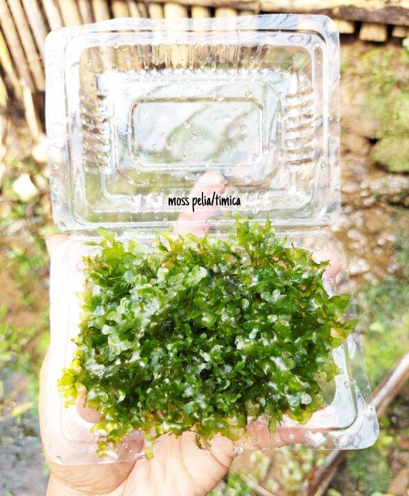 Moss Pelia Per Mika Tanaman Aquascape Lazada Indonesia