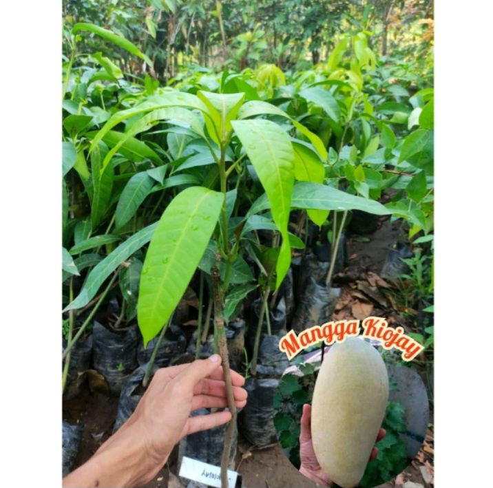 BIBIT POHON MANGGA KIOJAY TANAMAN HASIL OKULASI Lazada Indonesia