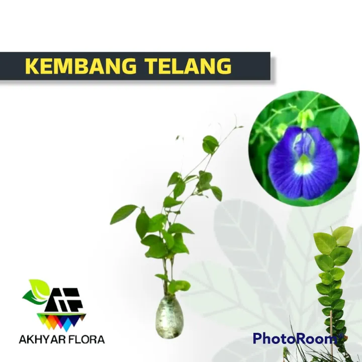 Kembang Teleng Tanaman Herbal Bunga Telang Lazada Indonesia