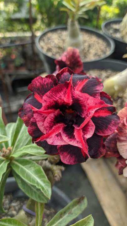 Bibit Adenium Bunga Tumpuk Hoa Khan Grafting Lazada Indonesia