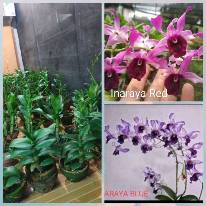 Anggrek Dendrobium Spike Knop Ber Id Siap Mekar Lazada Indonesia