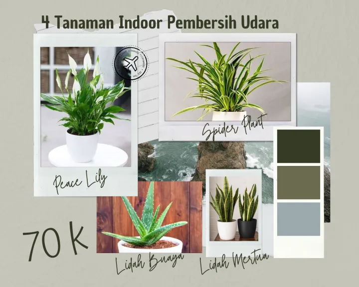 Paket Tanaman Pembersih Udara Peace Lily Spider Plant Lidah Buaya