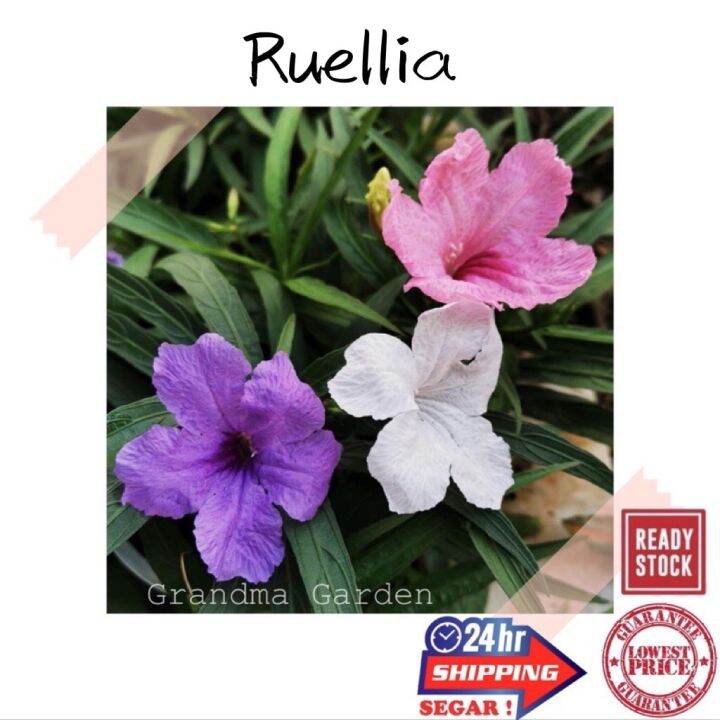 GG Real Plant Ruellia Purple Dwarf Ruellia Pokok Bunga Hidup Hiasan