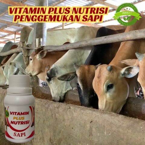 Vitamin Sapi Agar Cepat Gemuk Ml Vitamin Obat Sapi Biar Lahap