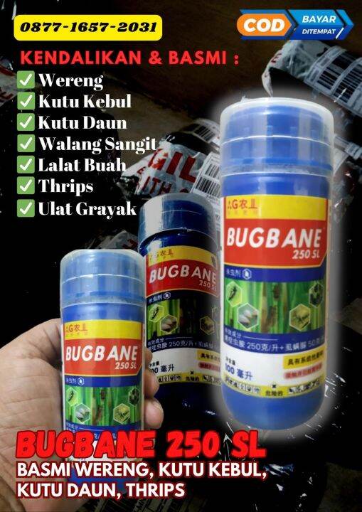 Bugbane Sl Insektisida Atasi Wereng Kutu Kebul Daun Thrips