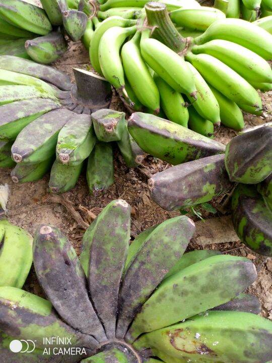 Pisang Per 1 Kg Pisang Kepok Dan Pisang Jantan Pisang Ketan Jual Mentah