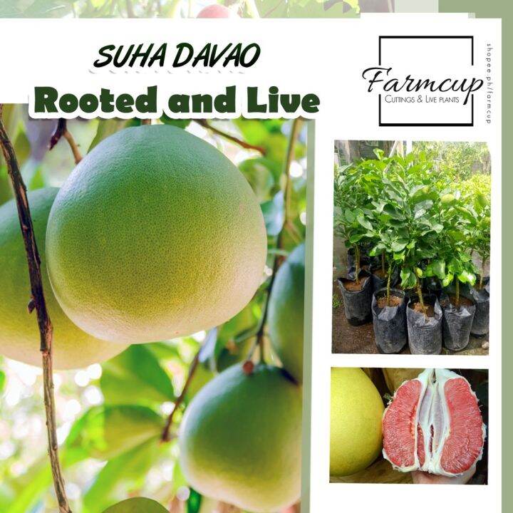 Suha Pomelo Davao Live Plants Lazada Ph