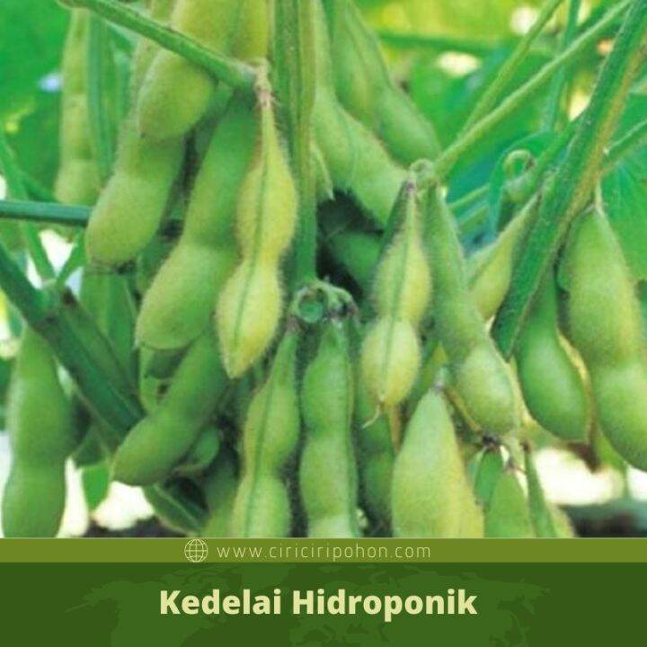 Bibit Benih Kacang Kedelai Edamame Bibit Tanaman Kedelai Jepang Lazada