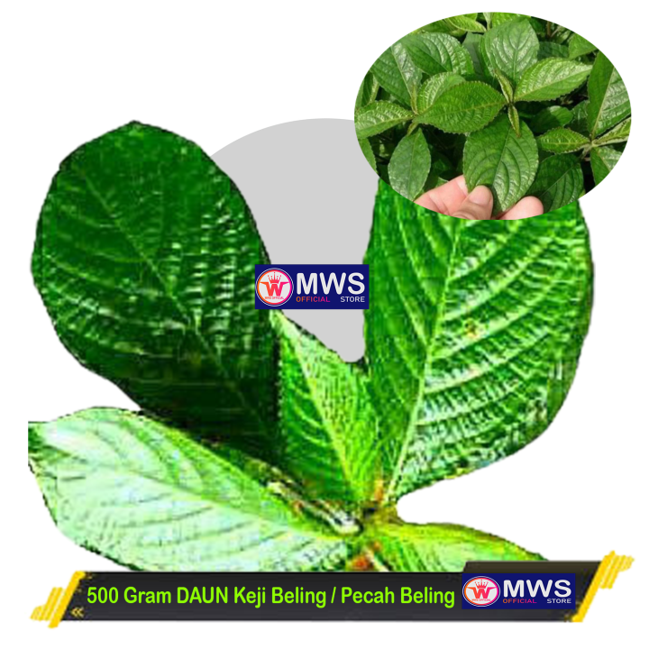 500 Gram DAUN Keji Beling Pecah Beling Segar Herbal Batu Ginjal MWS