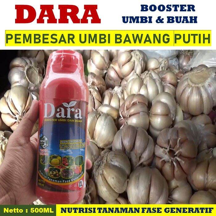 Pupuk Booster Umbi Bawang Putih Terbaik Dara Ml Pupuk Tinggi Kalium