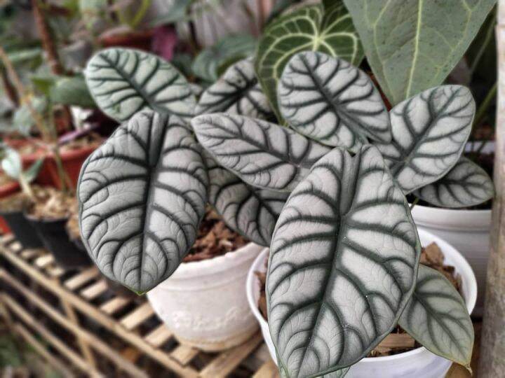 Tanaman Hias Alocasia Dragon Scale Silver Lazada Indonesia