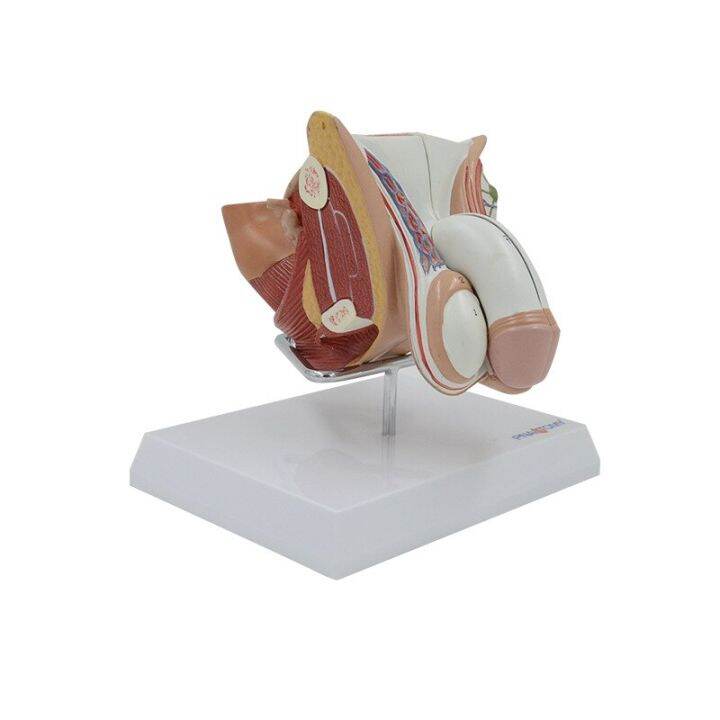 1 1 Life Size Structural Anatomy Model Of Human Male Genitourinary