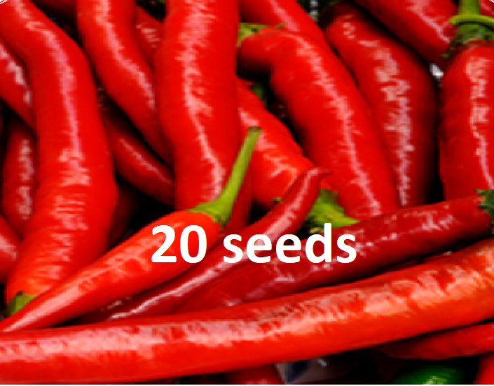 Siling Pula Hot Chili Pepper Seeds P Per Pack Condor Seeds