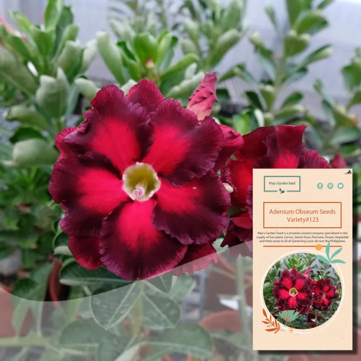 Double Petal Dark Red Desert Rose Seeds Adenium Obesum Seeds Variety