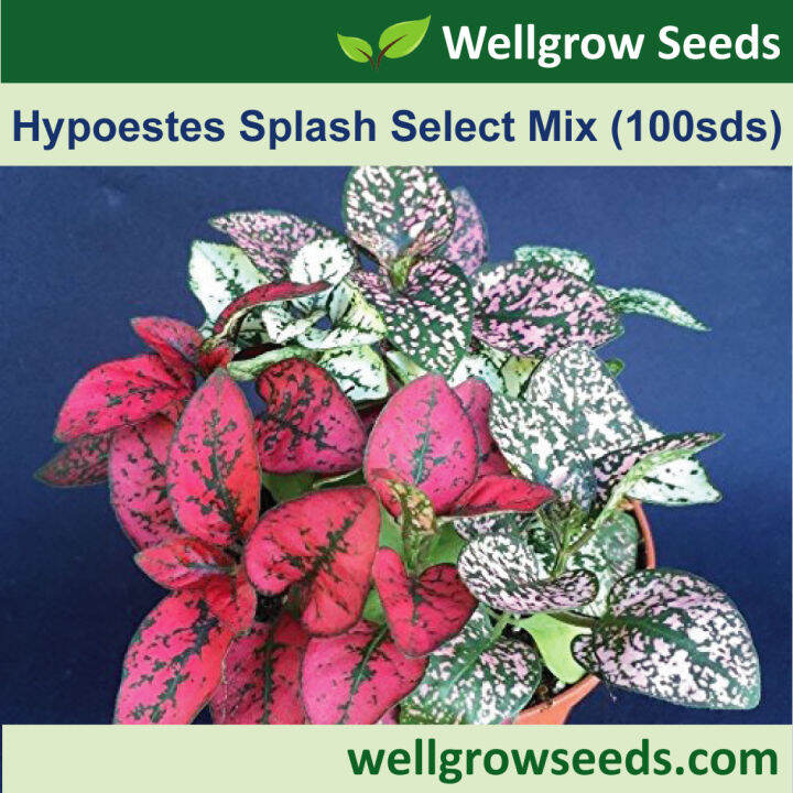 Hypoestes Splash Select Mix 100 Sds Polka Dot Plant Seeds Flower