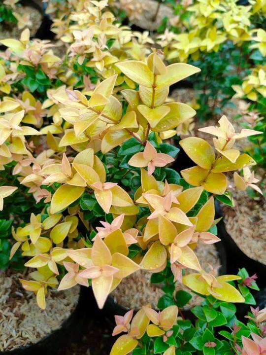 Heart Leaf Eugenia Plant With Free Plastic Pot And Garden Soil