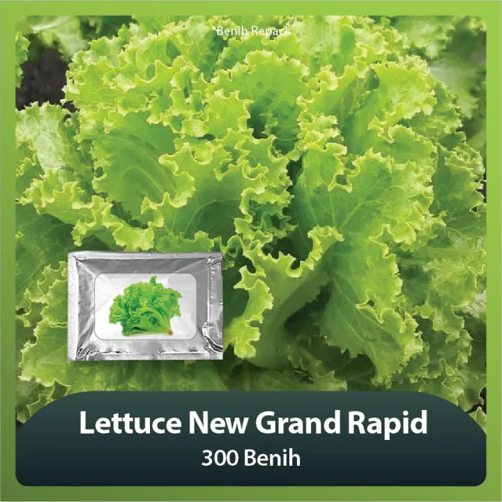 Biji Benih Bibit Sayur Sayuran Hidroponik Organik Selada Lettuce New