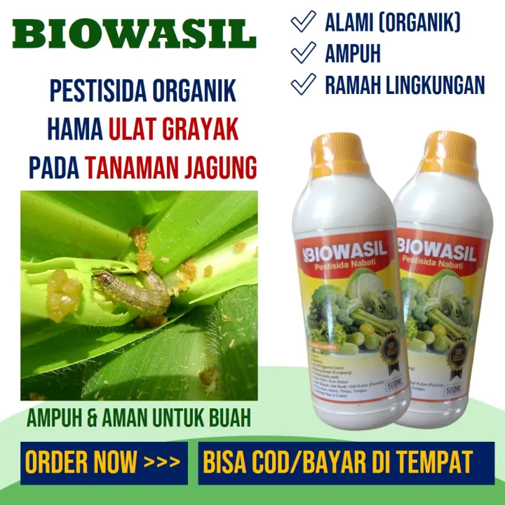 Ml Biowasil Basmi Ulat Grayak Jagung Pestisida Nabati Atasi Ulat