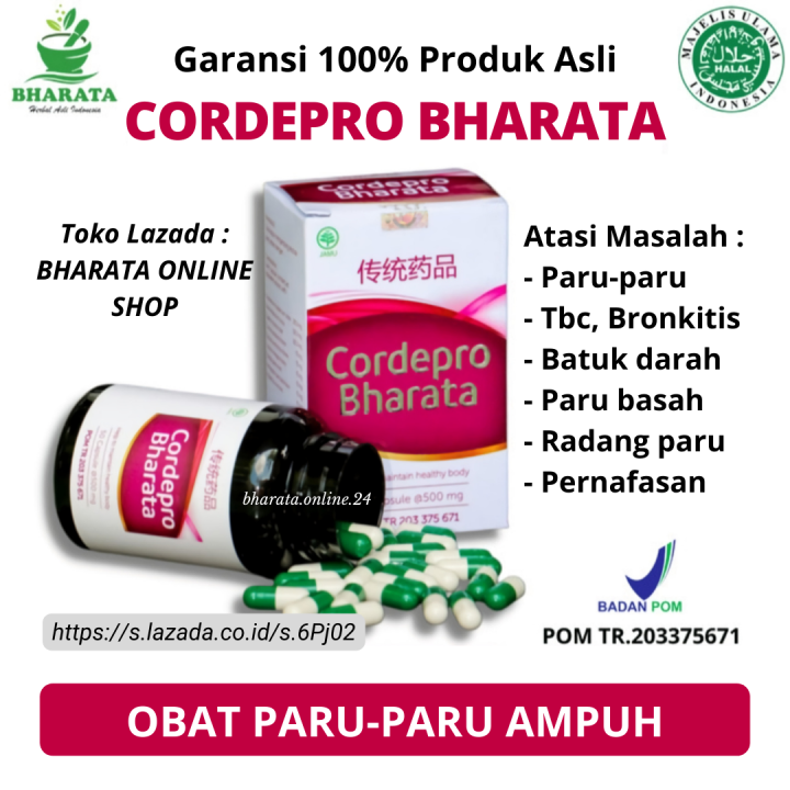 Cordepro Bharata Obat Paru Paru Tbc Batuk Berdarah Obat Ginjal Batu