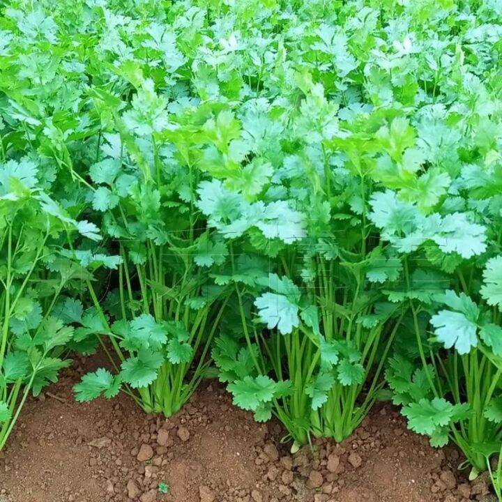 Biji Benih Sayur Daun Ketumbar Vegetables Seeds Coriander It S