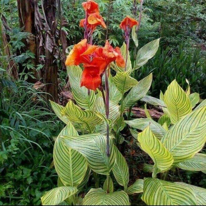 Tanaman Hias Pisang Kana Pisang Kana Varigata Jj Lazada Indonesia