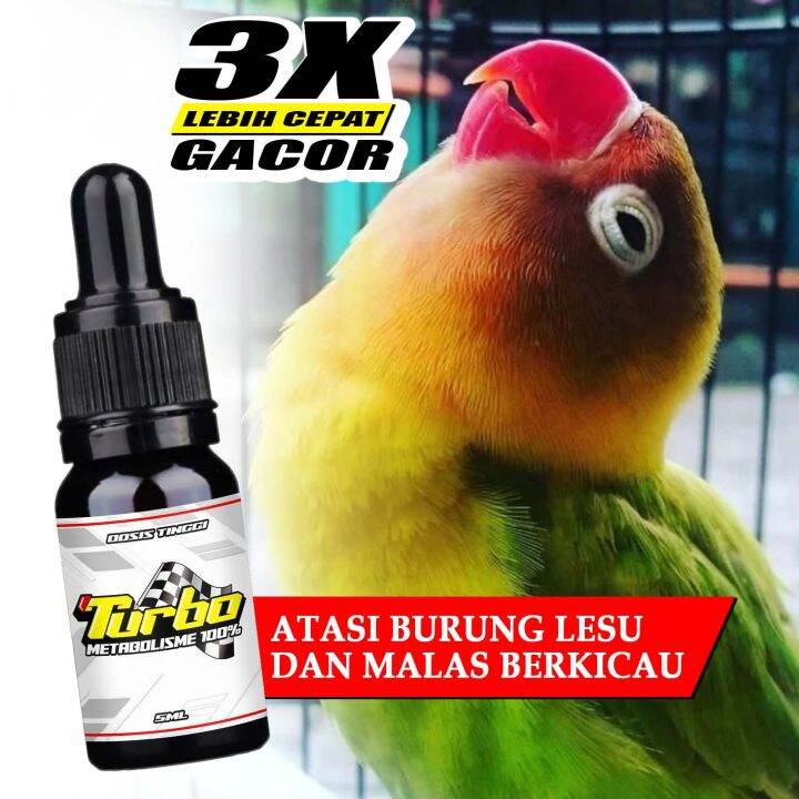 Turbo Metabolisme Dosis Tinggi Ml Vitamin Penggacor Burung