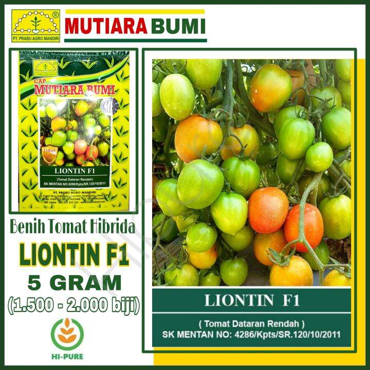 Benih Tomat Hibrida LIONTIN F1 Isi 5 Gram 1500 2000 Biji Cap Mutiara