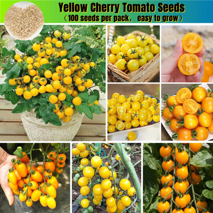 Fast Growing Pcs Benih Tomato Cherry Kuning Cherry Tomato Seed