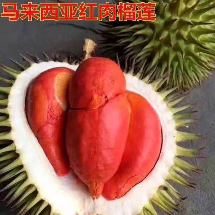 Seeds Durian Tree Fruit Seedlings Planted In The North And South Of