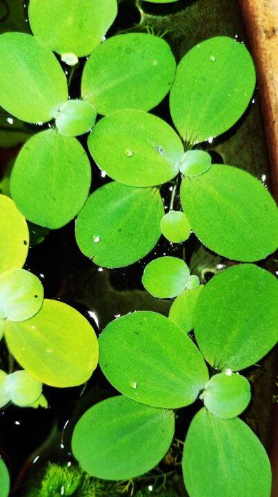 READY STOCK Live Mini Water Lettuce Dwarf Pistia Stratiotes Live