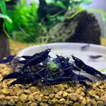 UDANG HIAS BIRU AQUASCAPE AQUASCAPE BLUE DIAMOND SHRIMP Lazada