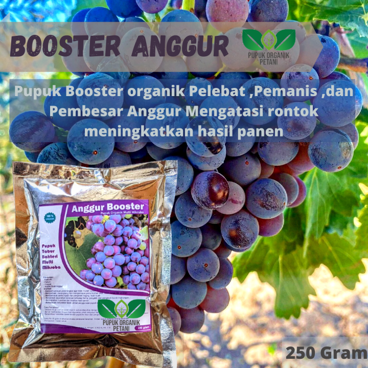 Pupuk Tanaman Anggur Organik Booster Nutrisi Pemacu Pembuahan Besar