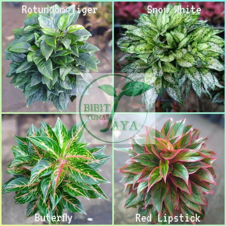 Paket Tanaman Bunga Aglaonema Aglonema Jenis Lazada Indonesia