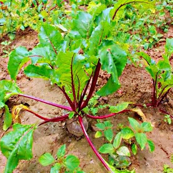 Biji Benih Ubi Bit Merah 50 seeds 甜菜根籽 Beetroot seeds Lazada